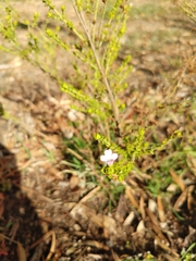 Prostanthera eurybioides