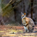 Tammar Wallaby - Photo (c) Julius Simonelli, some rights reserved (CC BY-NC), uploaded by Julius Simonelli