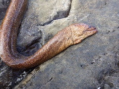 Gymnothorax porphyreus