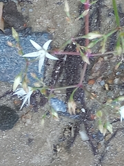Crassula sarmentosa