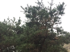 Pinus