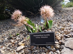 Haemanthus humilis