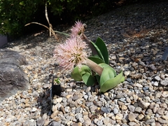 Haemanthus humilis