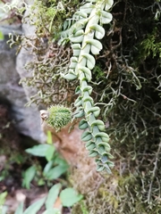 Dichaea neglecta