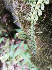 Dichaea neglecta