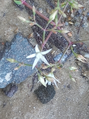 Crassula sarmentosa
