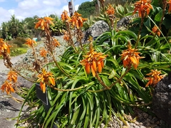 Aloe nubigena