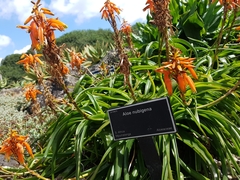 Aloe nubigena