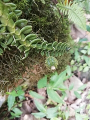 Dichaea neglecta