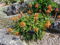 Aloe nubigena