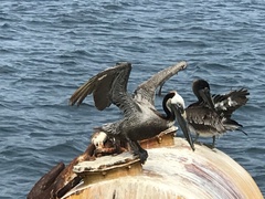 Pelecanus occidentalis