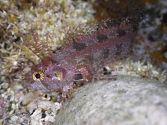 Heteroclinus roseus