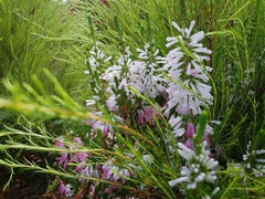 Erica colorans
