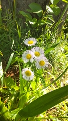 Erigeron philadelphicus