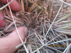 Podalonia tydei suspiciosa