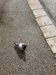 Columba livia domestica