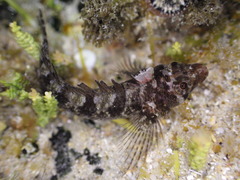 Lord Howe Scaly-Headed Triplefin photo 2