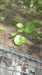 Farfugium japonicum