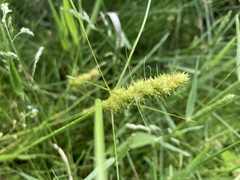 Carex neurocarpa