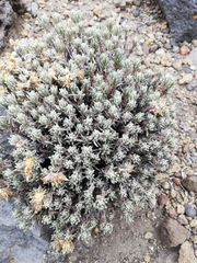 Gnaphaliothamnus lavandulifolius