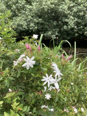 Jasminum grandiflorum