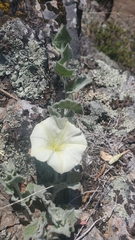 Calystegia malacophylla