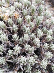 Gnaphaliothamnus lavandulifolius