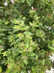 Jasminum grandiflorum
