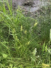 Carex neurocarpa