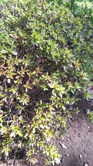 Rhododendron indicum