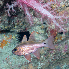 Ostorhinchus norfolcensis