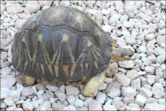 Astrochelys radiata