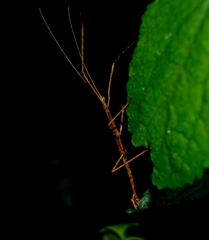 Libethra
