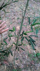 Phyllostachys makinoi