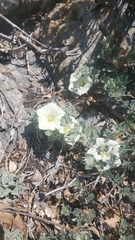 Calystegia malacophylla