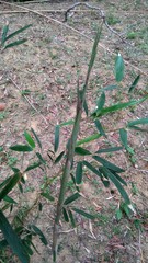 Phyllostachys makinoi