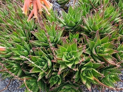 Aloe brevifolia