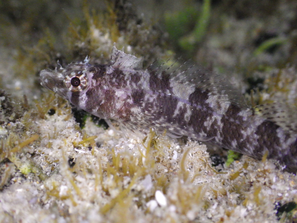Lord Howe Scaly-Headed Triplefin