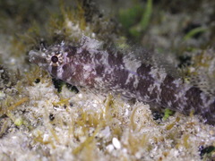 Lord Howe Scaly-Headed Triplefin photo 1