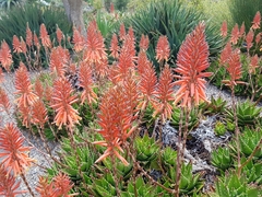 Aloe brevifolia