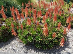 Aloe brevifolia