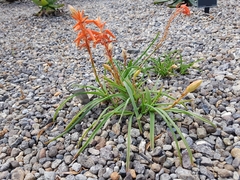 Aloe soutpansbergensis
