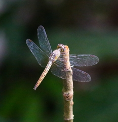 Neurothemis fluctuans