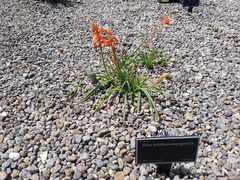 Aloe soutpansbergensis