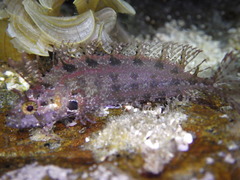 Heteroclinus roseus