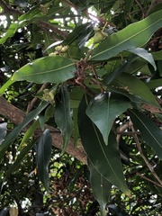 Syzygieae
