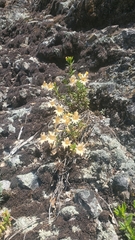 Diplacus grandiflorus