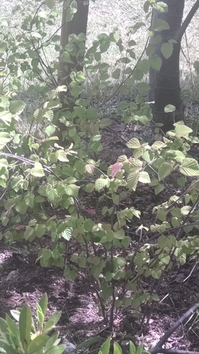 Corylopsis spicata observed 2021-05-02