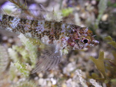 Enneapterygius rufopileus