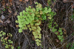 Adiantum jordanii